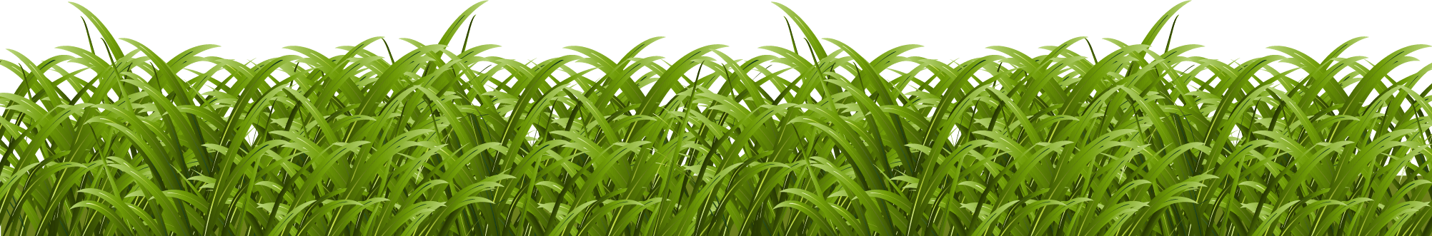 Grass